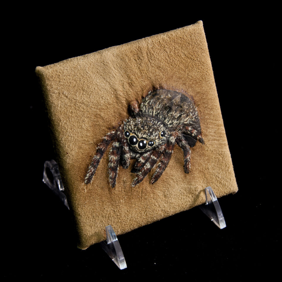 Pet Portrait Commission Gallery Spider